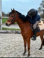 Jonge C pony met veel talant !, Merrie, Springpaard, Minder dan 160 cm, 3 tot 6 jaar
