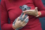 Whippet pups beide ouders aanwezig, België, Meerdere, Meerdere dieren, Fokker | Professioneel