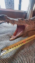 Antieke Opgezette Krokodil/Kaaiman - Begin 19e Eeuw, Ophalen of Verzenden