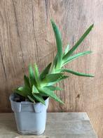 Een plant uit de aloe familie, Overige soorten, Minder dan 100 cm, Halfschaduw, Ophalen