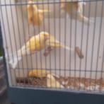 kanaries, Dieren en Toebehoren, Meerdere dieren, Kleurkanarie