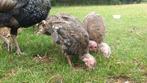 Jonge brons kalkoenen te koop, Dieren en Toebehoren, Pluimvee, Meerdere dieren, Kalkoen