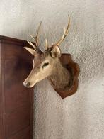 Edelhert opgezet  vintage 1960, Verzamelen, Dierenverzamelingen, Ophalen