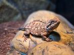 Dwergbaardagaam dwerg baardagaam pogona henrylawsoni, Dieren en Toebehoren, Reptielen en Amfibieën