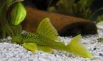 L-200 Green phantom 8-10cm, Dieren en Toebehoren, Vissen | Aquariumvissen, Overige typen