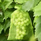 Fruithoezen voor druiven en ander fruit, Ophalen, Zo goed als nieuw