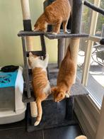 Drie leuke kittens, Dieren en Toebehoren, Katten en Kittens | Overige Katten