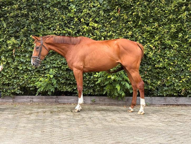 Leuke allround 5 jarige merrie, Dieren en Toebehoren, Paarden, Merrie, Zadelmak, 165 tot 170 cm, 3 tot 6 jaar, Met stamboom, Gechipt