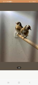 Parva putter poppen 2021/2023, Dieren en Toebehoren, Vogels | Overige Vogels, Vrouwelijk, Wildzangvogel