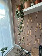 HuisPlants, Ophalen, Overige soorten, Minder dan 100 cm