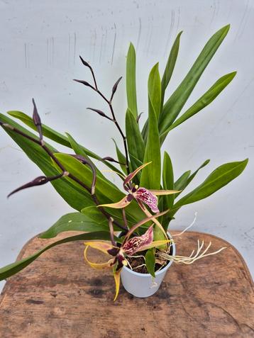 Orchidee Brassia Summer Dream p12 (4) beschikbaar voor biedingen