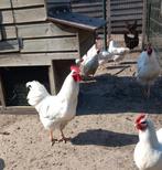 Broedeieren  witte Barnevelder groot, Dieren en Toebehoren, Geslacht onbekend, Kip