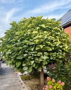 Prachtige Bol Catalpa Boom te Koop!, Tuin en Terras, Planten | Bomen, 100 tot 250 cm, Zomer, Ophalen, Volle zon
