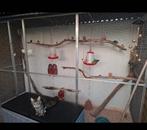 Te koop nette voleire, Ophalen, Hout, Volière