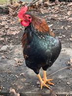 Haan - Barnevelder kriel (dubbelgezoomd), Dieren en Toebehoren, Pluimvee, Mannelijk, Kip