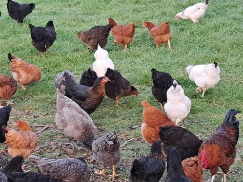 Groenlegger kippen, leuke & mooie kippen, leggen mintgroene, Dieren en Toebehoren, Pluimvee, Kip, Vrouwelijk