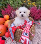 Leuke boomer pups te koop!, Dieren en Toebehoren, Honden | Chihuahua's en Gezelschapshonden, Overige rassen, CDV (hondenziekte)