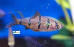 Vijfstreepbarbeel, Dieren en Toebehoren, Vissen | Aquariumvissen, Vis, Zoetwatervis, Schoolvis