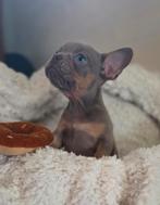 🥰 Super mooie isabella & tan franse bulldog pups reutjes🥰, Dieren en Toebehoren, Reu, CDV (hondenziekte), 8 tot 15 weken, Bulldog