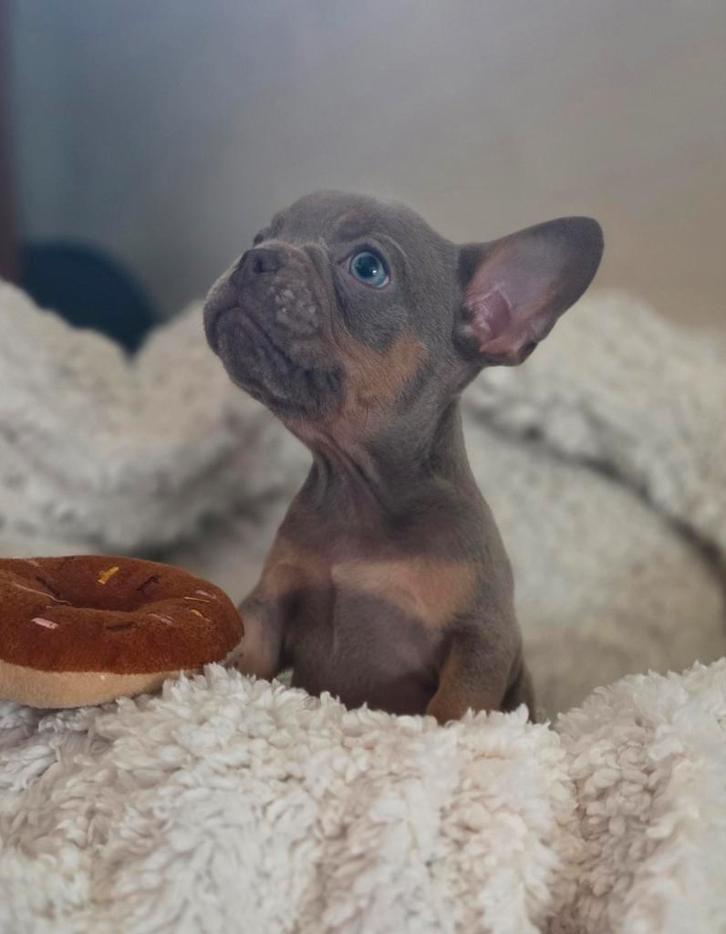 🥰 Super mooie isabella & tan franse bulldog pups reutjes🥰, Dieren en Toebehoren, Honden | Bulldogs, Pinschers en Molossers, Reu