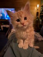 Main Coon kitten, Dieren en Toebehoren, Katten en Kittens | Raskatten | Langhaar, Kater, Ontwormd