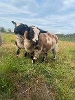 3 bonte ooilammeren te koop, Dieren en Toebehoren, Mannelijk, Geit