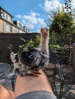 Brahma porselein haantjes, Dieren en Toebehoren, Pluimvee, Mannelijk, Kip