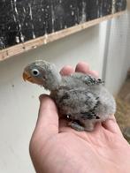 Jonge Agapornis Fischeri, Geslacht onbekend, Dwergpapegaai of Agapornis