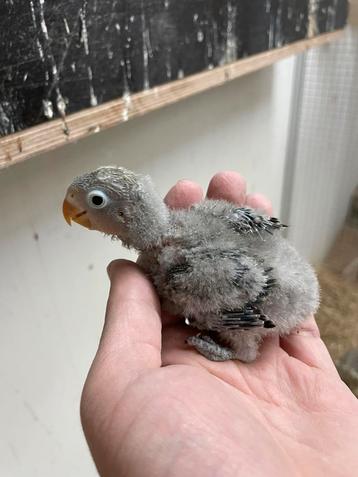 Jonge Agapornis Fischeri beschikbaar voor biedingen