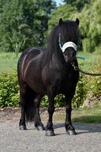 **GROTE & SUPER LIEVE NSPS SHETLANDER RUIN **, Dieren en Toebehoren, Pony's, Ruin, A pony (tot 1.17m), 3 tot 6 jaar, Gechipt