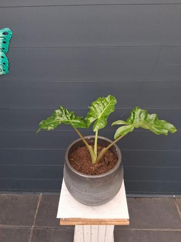 Alocasia plant in pot beschikbaar voor biedingen