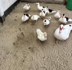 Kaapse eenden kuikens, Dieren en Toebehoren, Pluimvee, Meerdere dieren, Eend