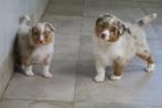 Raszuivere Australian Shepherd pups, CDV (hondenziekte), 8 tot 15 weken, Buitenland, Meerdere