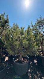 Pinus pinea parasolden, Tuin en Terras, Planten | Bomen, Ophalen of Verzenden, Overige soorten