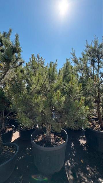 Pinus pinea parasolden beschikbaar voor biedingen