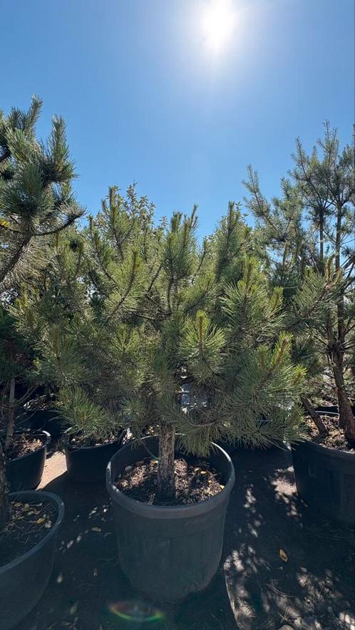 Pinus pinea parasolden, Tuin en Terras, Planten | Bomen, Overige soorten, Ophalen of Verzenden