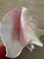roze queen conch schelp, Verzamelen, Mineralen en Fossielen, Ophalen of Verzenden, Schelp(en)