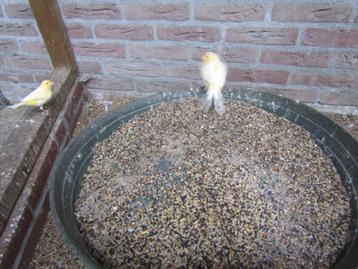 diverse voerbakjes en voorfronten beschikbaar voor biedingen