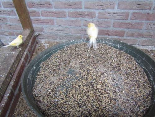 diverse voerbakjes en voorfronten, Dieren en Toebehoren, Vogels | Toebehoren, Gebruikt, Eten en Drinken, Ophalen