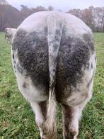 Dikbillen te koop, Dieren en Toebehoren, Mannelijk