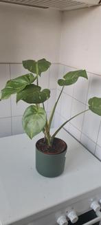 Monstera Thai Constellation plant, Ophalen, Overige soorten, Halfschaduw, Minder dan 100 cm
