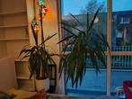 Unieke, prachtige, gigantische Yukka plant 12/15+ jaar oud, Ophalen, Halfschaduw, In pot, Yucca