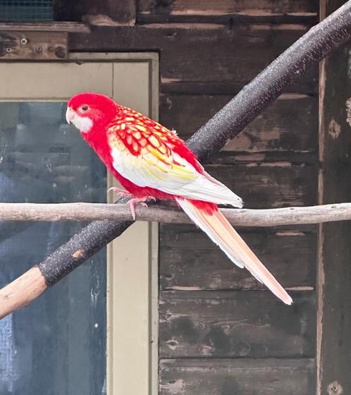 Rubino rosella, Dieren en Toebehoren, Vogels | Parkieten en Papegaaien, Parkiet, Meerdere dieren