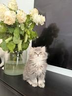 Britse korthaar langhaar kittens 2, Dieren en Toebehoren, Katten en Kittens | Raskatten | Langhaar, Ontwormd, 0 tot 2 jaar