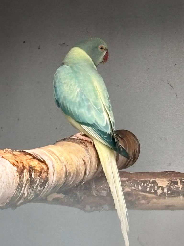 Halsband Aqua opaline blauw bleekstaart 0-1 2025, Dieren en Toebehoren, Vogels | Parkieten en Papegaaien, Meerdere dieren, Parkiet