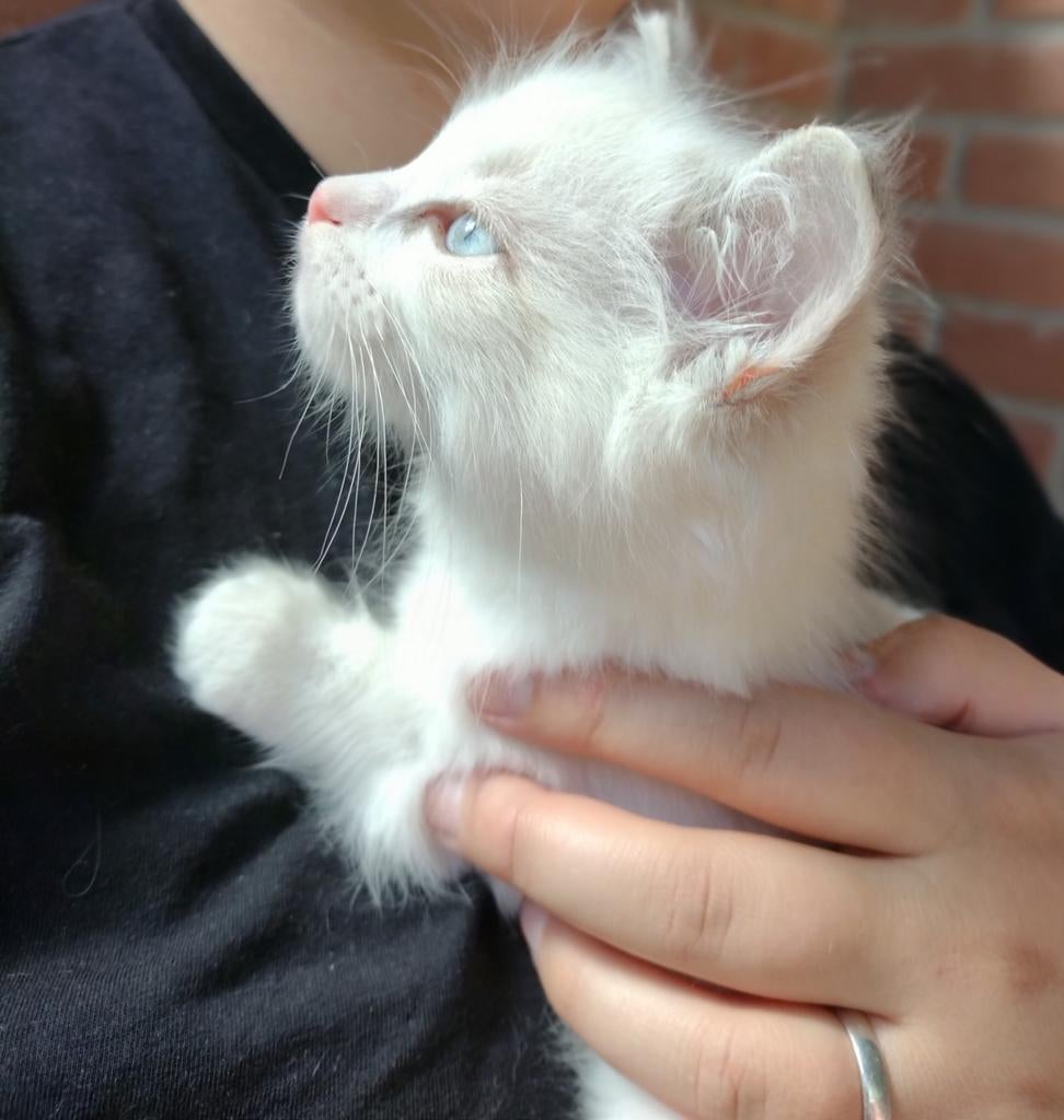 Binnenkort verwacht: Ragdoll kittens, Dieren en Toebehoren, Katten en Kittens | Raskatten | Langhaar, Meerdere dieren