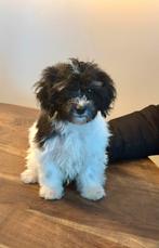 Super schattige maltipoo pups 4 reutjes nog 2 beschikbaar 🥰, Parvo, Reu, 8 tot 15 weken, Meerdere