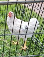 Wyandotte kriel haantje, Dieren en Toebehoren, Pluimvee, Mannelijk, Kip