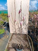 Magnolia 'Susan' - Rijkbloeiende Magnoliaboom, Volle zon, Vaste plant, Lente, Ophalen