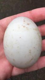 Loopeenden eieren, Dieren en Toebehoren, Ophalen of Verzenden, Nieuw, Overige typen